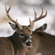 Image for article titled Fear the Deer—Nature's Unstoppable Killing Machines